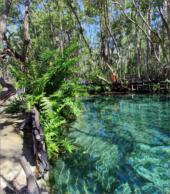 Vista panorámica de los cenotes con aguas cristalinas y rodeados de vegetación cerca de Isla Mujeres