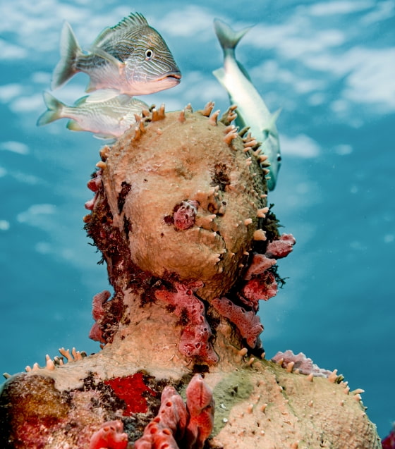 Submerged underwater statue with corals and a school of fish in the background in the caribeean sea in Isla Mujeres