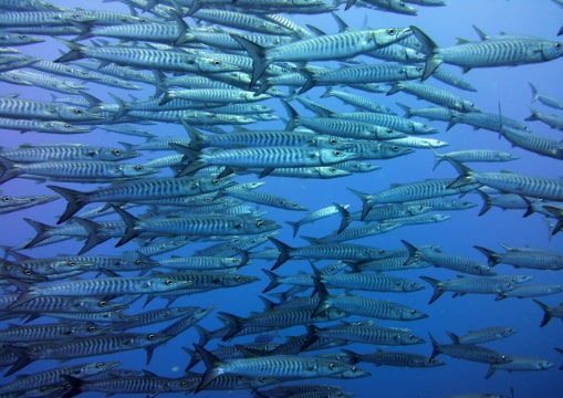 Banco de peces en las profundidades de las aguas del mar Caribe en Isla Mujeres